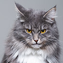 review_cat11