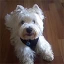 review_dog2