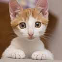 review_cat1