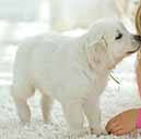 review_dog6