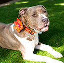 review_dog7